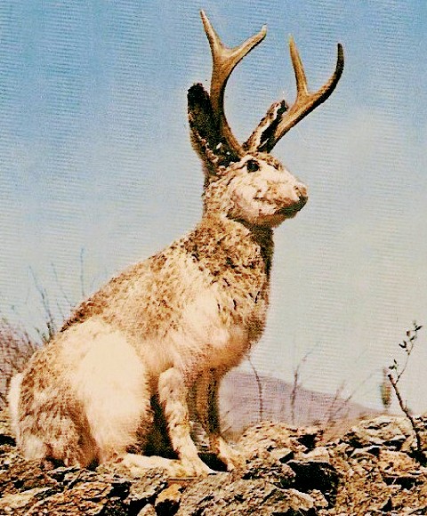 Albums 92+ Pictures pictures of a jackalope Stunning